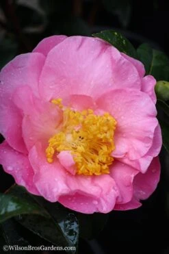 Autumn Pink Icicle Cold Hardy Camellia - 7 Gallon Pot -Plant Lover House Shop Camellia Pink Icicle 20