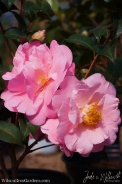 Autumn Pink Icicle Cold Hardy Camellia - 7 Gallon Pot -Plant Lover House Shop Camellia Pink Icicle JW 1
