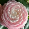 Pink Perfection Camellia Japonica - 2 Gallon Pot -Plant Lover House Shop Camellia Pink Perfection 26 1