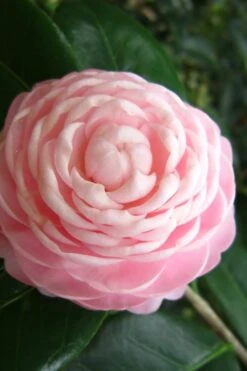 Pink Perfection Camellia Japonica - 6 Pack Of 1 Gallon Pots -Plant Lover House Shop Camellia Pink Perfection 27 2