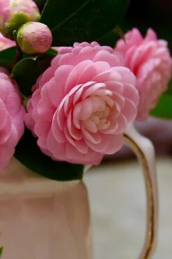 Pink Perfection Camellia Japonica - 1 Gallon Pot -Plant Lover House Shop Camellia Pink Perfection 29