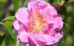 Pink Stella Camellia Sasanqua - 2 Gallon Pot -Plant Lover House Shop Camellia Pink Stella