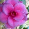Purple Dawn Camellia Japonica - 3 Gallon Pot -Plant Lover House Shop Camellia Purple Dawn 9 1