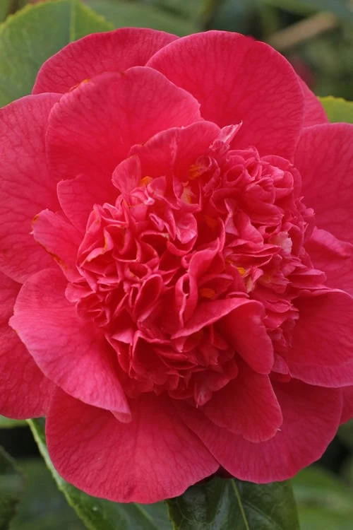 Red Fellow Camellia Japonica - 1 Gallon Pot 6 Red Fellow Camellia Japonica - 1 Gallon Pot - Image 4