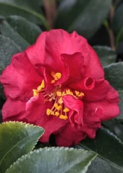 Reverend Ida Red ShiShi Gashira Dwarf Camellia Sasanqua - 1 Gallon Pot -Plant Lover House Shop Camellia Reverend Ida 3
