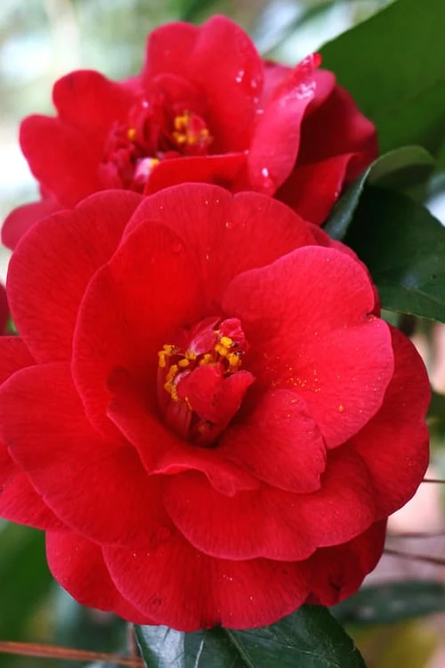 Rosehill Red Camellia - 3 Gallon Pot 6 Rosehill Red Camellia - 3 Gallon Pot - Image 4
