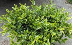 Royal Flush Shi Shi Variegated Camellia Sasanqua - 3 Gallon Pot 9 Royal Flush Shi Shi Variegated Camellia Sasanqua - 3 Gallon Pot -Plant Lover House Shop Camellia Royal Flush Shi Shi 2