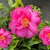 Royal Flush Shi Shi Variegated Camellia Sasanqua - 3 Gallon Pot 2 Royal Flush Shi Shi Variegated Camellia Sasanqua - 3 Gallon Pot -Plant Lover House Shop Camellia Royal Flush Shi Shi 4