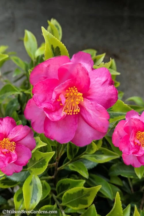 Royal Flush Shi Shi Variegated Camellia Sasanqua - 3 Gallon Pot 3 Royal Flush Shi Shi Variegated Camellia Sasanqua - 3 Gallon Pot