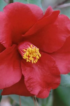 Royal Velvet Red Camellia Japonica - 3 Gallon Pot -Plant Lover House Shop Camellia Royal Velvet 2