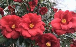 Royal Velvet Red Camellia Japonica - 3 Gallon Pot -Plant Lover House Shop Camellia Royal Velvet 3