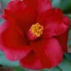 Royal Velvet Red Camellia Japonica - 7 Gallon Pot -Plant Lover House Shop Camellia Royal Velvet 5 1