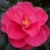 Rutledge Minnix Camellia Japonica - 3 Gallon Pot -Plant Lover House Shop Camellia Rutledge Minnix 1