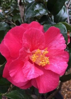 Rutledge Minnix Camellia Japonica - 3 Gallon Pot -Plant Lover House Shop Camellia Rutledge Minnix 2