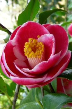 Sadaharu Oh Camellia - 7 Gallon Pot (3-4') -Plant Lover House Shop Camellia Sadaharu Oh 6