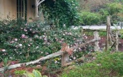 Sarrel Dwarf Camellia Sasanqua - 1 Gallon Pot 9 Sarrel Dwarf Camellia Sasanqua - 1 Gallon Pot -Plant Lover House Shop Camellia Sarrel 5