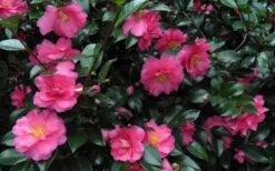 Shishi Gashira Dwarf Camellia Sasanqua - 2 Gallon Pot -Plant Lover House Shop Camellia Shishi Gashira 24 3