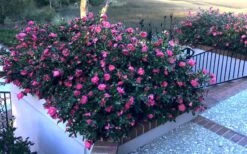 Shishi Gashira Dwarf Camellia Sasanqua - 2 Gallon Pot -Plant Lover House Shop Camellia Shishi Gashira 33 3