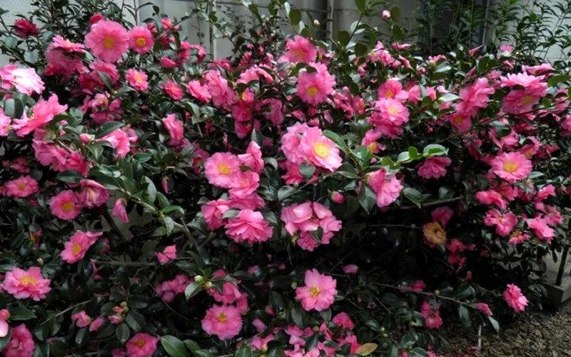 Shishi Gashira Dwarf Camellia Sasanqua - 3 Gallon Pot 10 Shishi Gashira Dwarf Camellia Sasanqua - 3 Gallon Pot - Image 8