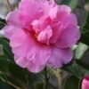 Showa No Sakae Dwarf Camellia Sasanqua - 3 Gallon Pot 1 Showa No Sakae Dwarf Camellia Sasanqua - 3 Gallon Pot -Plant Lover House Shop Camellia Showa No Sakae 11 1