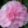 Sarrel Dwarf Camellia Sasanqua - 1 Gallon Pot -Plant Lover House Shop Camellia Sorrel 1