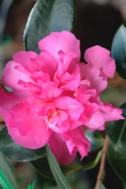 Sparkling Burgundy Camellia Sasanqua - 1 Gallon Pot 10 Sparkling Burgundy Camellia Sasanqua - 1 Gallon Pot -Plant Lover House Shop Camellia Sparkling Burgundy 21