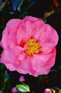 Stephanie Golden Dwarf Camellia Sasanqua - 1 Gallon Pot 11 Stephanie Golden Dwarf Camellia Sasanqua - 1 Gallon Pot -Plant Lover House Shop Camellia Stephanie Golden 12