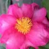 Stephanie Golden Dwarf Camellia Sasanqua - 3 Gallon Pot -Plant Lover House Shop Camellia Stephanie Golden 13 1