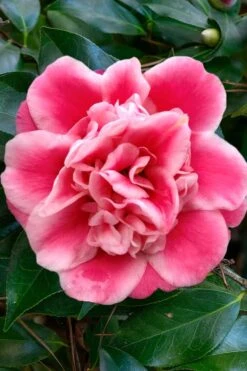 Tama Bambino Camellia Japonica - 3 Gallon Pot -Plant Lover House Shop Camellia Tama Bambino 1