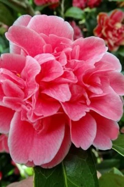 Tama Bambino Camellia Japonica - 3 Gallon Pot -Plant Lover House Shop Camellia Tama Bambino 10