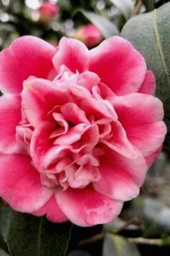 Tama Bambino Camellia Japonica - 3 Gallon Pot -Plant Lover House Shop Camellia Tama Bambino 11