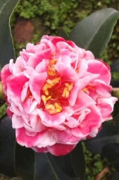 Tama Bambino Camellia Japonica - 3 Gallon Pot -Plant Lover House Shop Camellia Tama Bambino 2