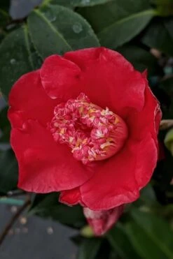 Tama Electra Camellia Japonica - 1 Gallon Pot -Plant Lover House Shop Camellia Tama Electra 10