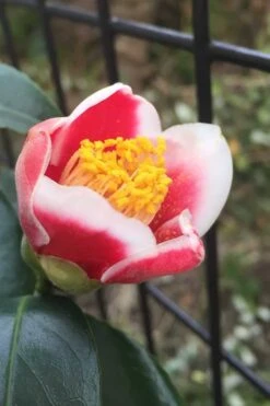 Tama No Ura Weeping Camellia Japonica - 3 Gallon Pot -Plant Lover House Shop Camellia Tama No Ura 4