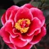 Tama Vino Camellia Japonica - 1 Gallon Pot 2 Tama Vino Camellia Japonica - 1 Gallon Pot -Plant Lover House Shop Camellia Tama Vinio 10