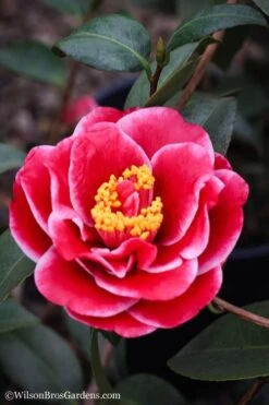 Tama Vino Camellia Japonica - 1 Gallon Pot -Plant Lover House Shop Camellia Tama Vinio 7
