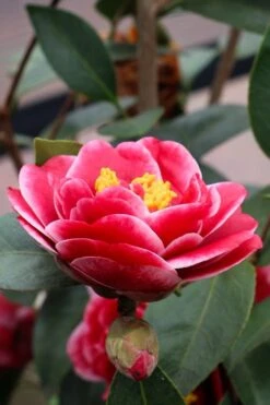 Tama Vino Camellia Japonica - 1 Gallon Pot -Plant Lover House Shop Camellia Tama Vinio 8