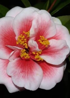 Tama Vino Camellia Japonica - 1 Gallon Pot -Plant Lover House Shop Camellia Tama Vino 4