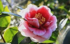 Tama Vino Camellia Japonica - 1 Gallon Pot -Plant Lover House Shop Camellia Tama Vino 7