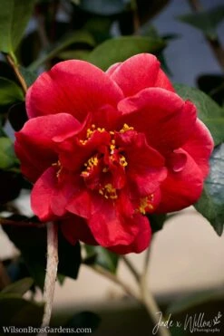 Tama Vino Camellia Japonica - 1 Gallon Pot -Plant Lover House Shop Camellia Tama Vino JW 1