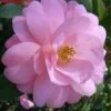 Taylors Perfection Pink Camellia Hybrid - 3 Gallon Pot 1 Taylors Perfection Pink Camellia Hybrid - 3 Gallon Pot -Plant Lover House Shop Camellia Taylors Perfection 57