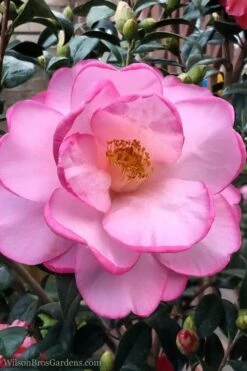 Taylors Perfection Pink Camellia Hybrid - 3 Gallon Pot -Plant Lover House Shop Camellia Taylors Perfection 62