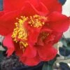 Turandot Camellia Japonica - 7 Gallon Pot 1 Turandot Camellia Japonica - 7 Gallon Pot -Plant Lover House Shop Camellia Turandot 6 1