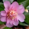Winter's Interlude Cold Hardy Pink Camellia - 1 Gallon Pot