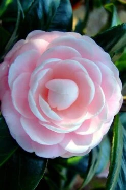 Winter's Rose Cold Hardy Dwarf Camellia - 2 Gallon Pot 9 Winter's Rose Cold Hardy Dwarf Camellia - 2 Gallon Pot -Plant Lover House Shop Camellia Winters Rose 6