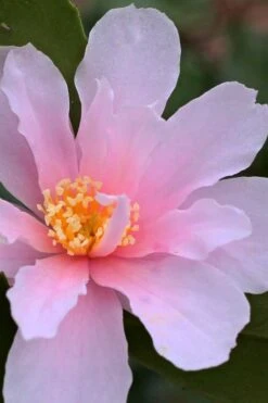 Winter's Toughie Cold Hardy Camellia - 3 Gallon Pot -Plant Lover House Shop Camellia Winters Toughie 3 1