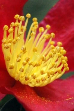 Yuletide Camellia Sasanqua - 6 Pack Of 1 Gallon Pots -Plant Lover House Shop Camellia Yuletide 30