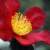 Yuletide Camellia Sasanqua - 7 Gallon Pot (3-4') -Plant Lover House Shop Camellia Yuletide 31 1