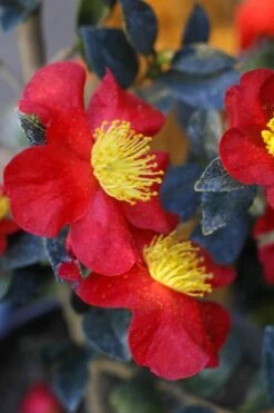 Yuletide Camellia Sasanqua - 6 Pack Of 1 Gallon Pots -Plant Lover House Shop Camellia Yuletide 32
