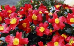 Yuletide Camellia Sasanqua - 6 Pack Of 1 Gallon Pots -Plant Lover House Shop Camellia Yuletide 34